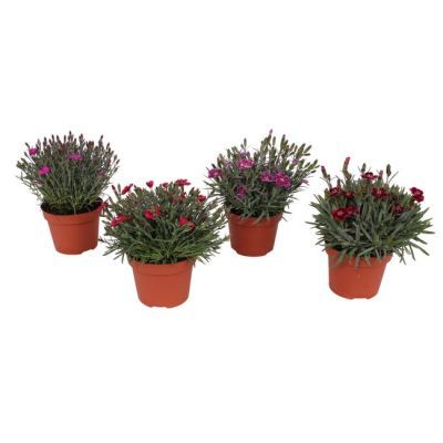 Dianthus mix P12 H20 Dianthus mix P12 H20