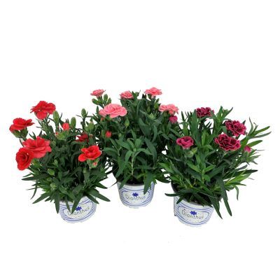 Dianthus mix P12 H20 Dianthus mix P12 H20