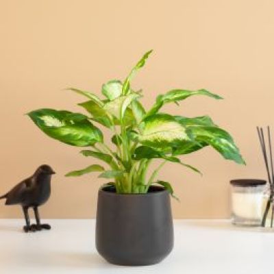 Dieffenbachia camilla P12 H40
