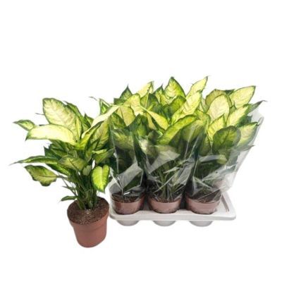 Dieffenbachia camilla P17 H55