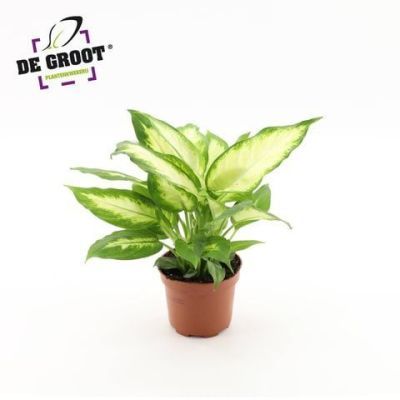 Dieffenbachia camilla P17 H55 Dieffenbachia camilla P17 H55