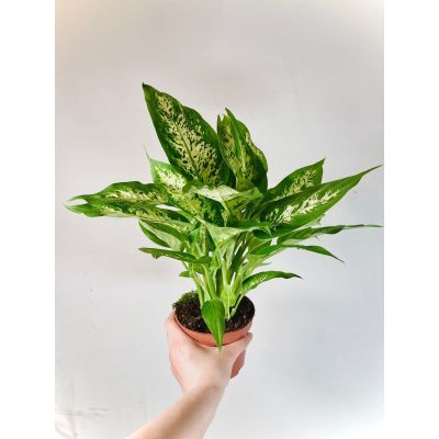 Dieffenbachia camilla P17 H55 Dieffenbachia camilla P17 H55
