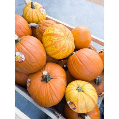 Dovleac Haloween