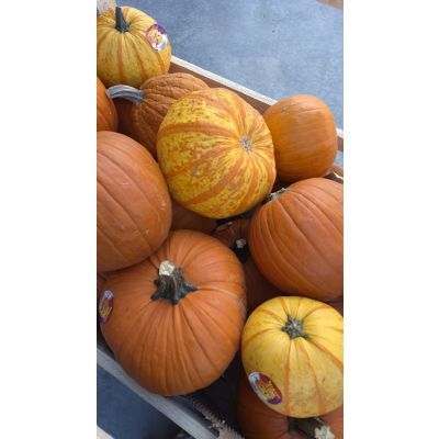Dovleac Haloween