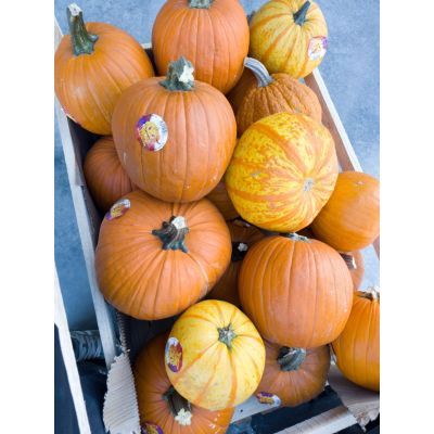Dovleac Haloween