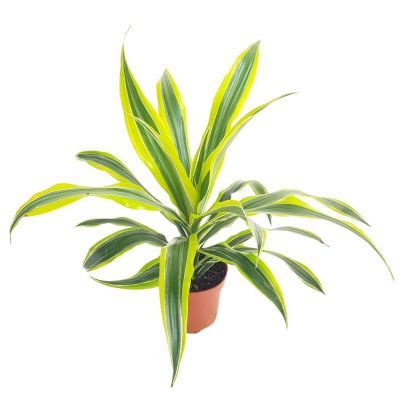 Dracaena fr lemon lime 1 tak P12 H35