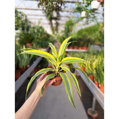 Dracaena fr lemon lime 1 tak P12 H35