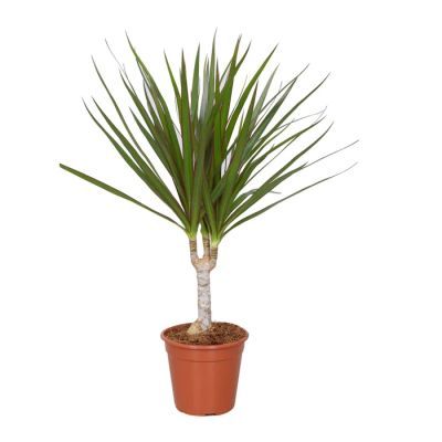 Dracaena ma 1 tak P11 H45