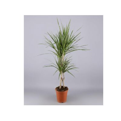 Dracaena ma 2 tak P17 H80