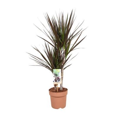 Dracaena ma 2 tak P17 H80