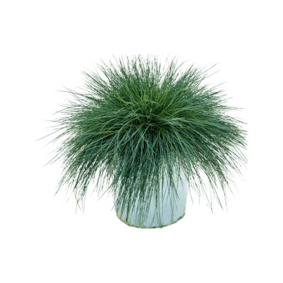Festuca glauca P510 H15