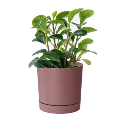 Ghiveci de Flori Marsala Dpop150-4985u