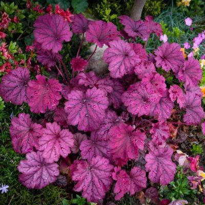 Heuchera P17 H30