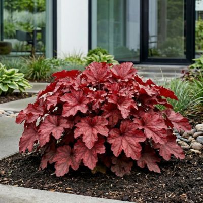 Heuchera P17 H30