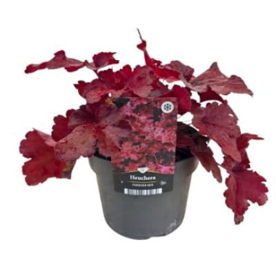 Heuchera P17 H30