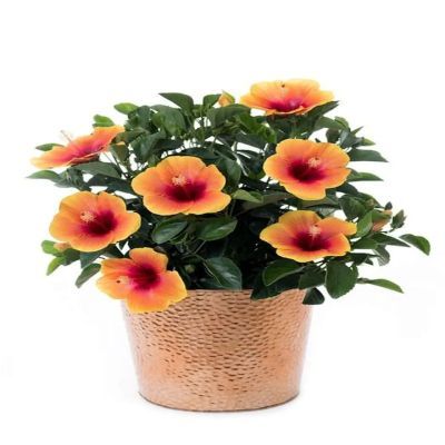 Hibiscus mix P12 H35