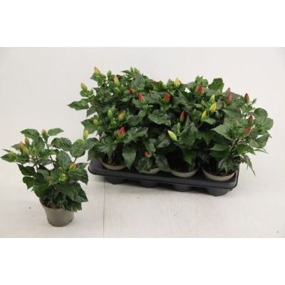 Hibiscus mix P12 H35