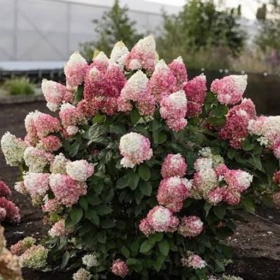 Hortensie 30-40 Hydrangea pan Living Colorful Coctail Hortensie 30-40 Hydrangea pan Living Colorful Coctail