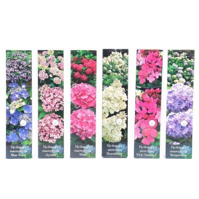 Hydrangea mix P13 H35 Hydrangea mix P13 H35