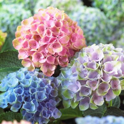 Hydrangea ROZ P23 H45