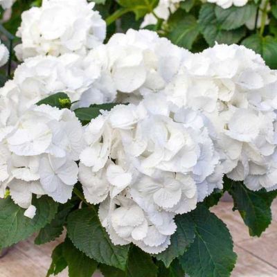 Hydrangea Schneeball P14 H40