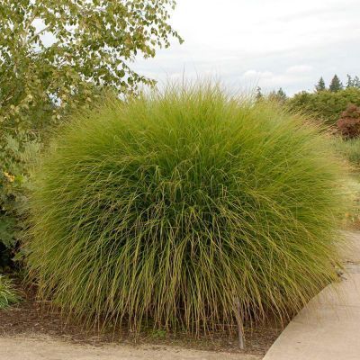 Iarba elefantului 40-60 Miscanthus sinesus Gracilimus Iarba elefantului 40-60 Miscanthus sinesus Gracilimus