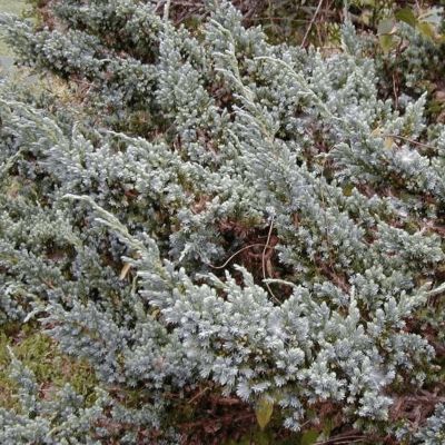 Ienupar 30-40 (Juniperus squamata Ienupar 30-40 (Juniperus squamata