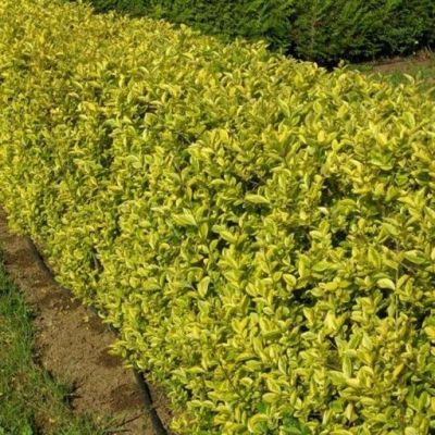 Lemn cainesc 15-20 Ligustrum vulgare aureum Lemn cainesc 15-20 Ligustrum vulgare aureum