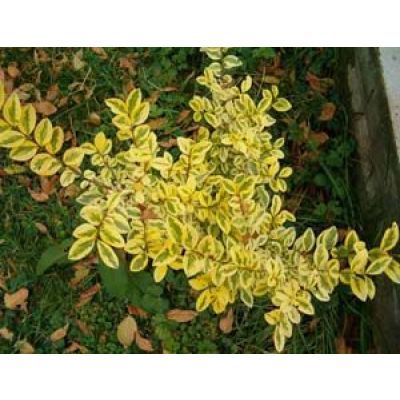 Lemn cainesc 15-20 Ligustrum vulgare aureum Lemn cainesc 15-20 Ligustrum vulgare aureum