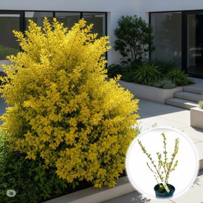 Lemn cainesc 30-40 Ligustrum ovalifolium Aureum