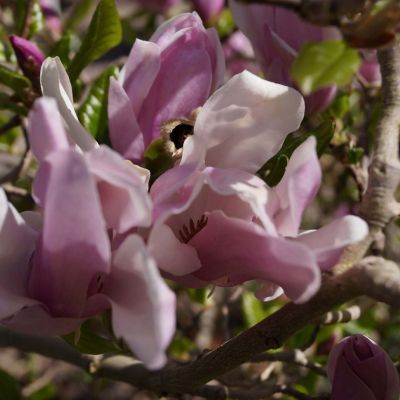 Magnolia George Henry Kern 30-40 Magnolia George Henry Kern 30-40