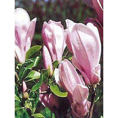 Magnolia George Henry Kern 30-40 Magnolia George Henry Kern 30-40