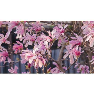 Magnolia loebneri Leonard Messel 30-40