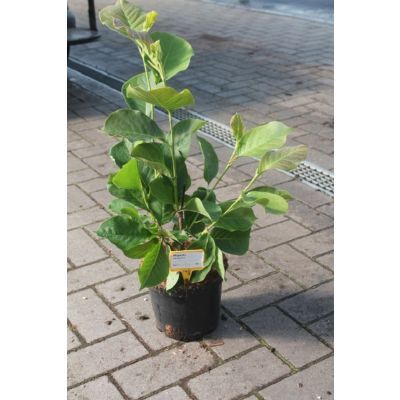 Magnolia soulangeana 30-40 Magnolia soulangeana 30-40