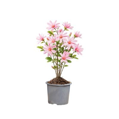 Magnolia stellata Rosea 30-40 Magnolia stellata Rosea 30-40
