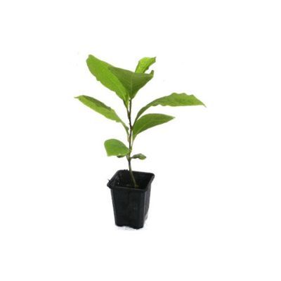 Magnolie stellata Rosea 30-40