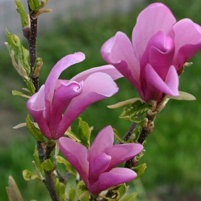 Magnolie stellata Rosea 30-40