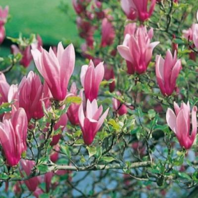 Magnolie stellata Rosea 30-40