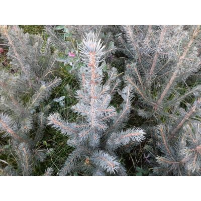 Molid argintiu Picea pungens Kaibab 40-60 Molid argintiu Picea pungens Kaibab 40-60