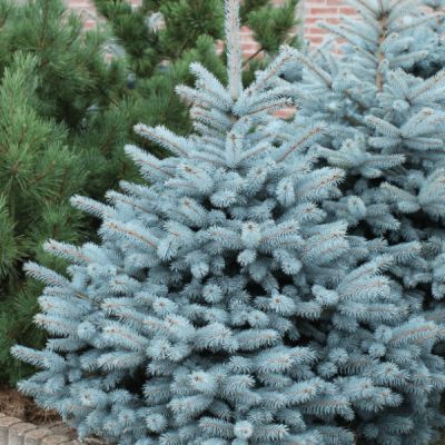 Molid argintiu Picea pungens Kaibab 40-60 Molid argintiu Picea pungens Kaibab 40-60