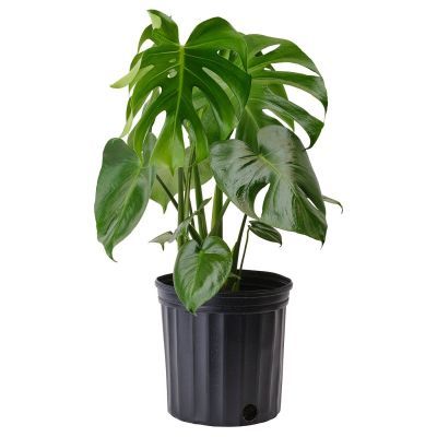 Monstera deliciosa P14 H60