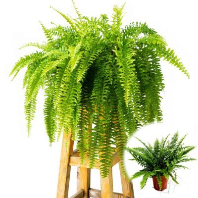 Nephrolepis P12 H40