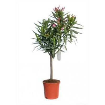 NERIUM OLEANDER P13 H45 NERIUM OLEANDER P13 H45
