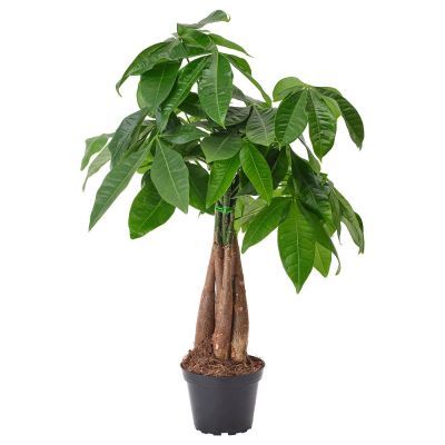 Pachira aquatica P14 H70