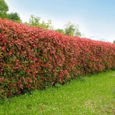 Photinia RED Plasa Photinia RED Plasa