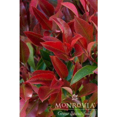 Photinia RED Plasa Photinia RED Plasa