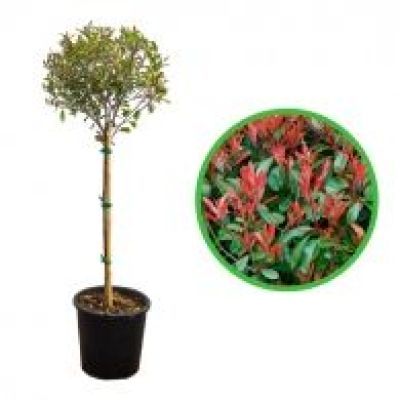 Photinia tija mare Photinia tija mare