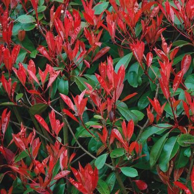 Photinia tija mare Photinia tija mare