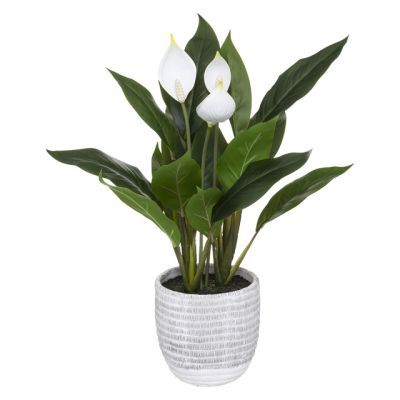 Planta Crinul Pacii in ghiveci 54 cm inaltime 185473