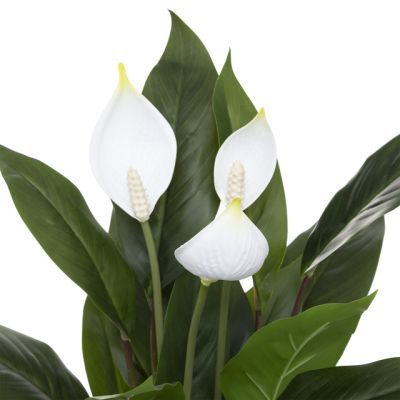 Planta Crinul Pacii in ghiveci 54 cm inaltime 185473